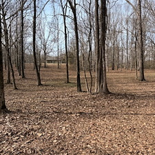 Tree-and-Limb-Cleanup-in-Taylor-MS 0